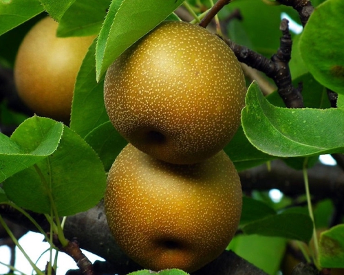 Hruška ázijská Nashi (Pyrus pyrifolia) – detail guľovitých, zlatožltých až bronzovožltých plodov dozrievajúcich na strome medzi zelenými listami.